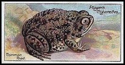 30 Common Toad
